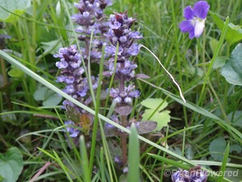 Plant form